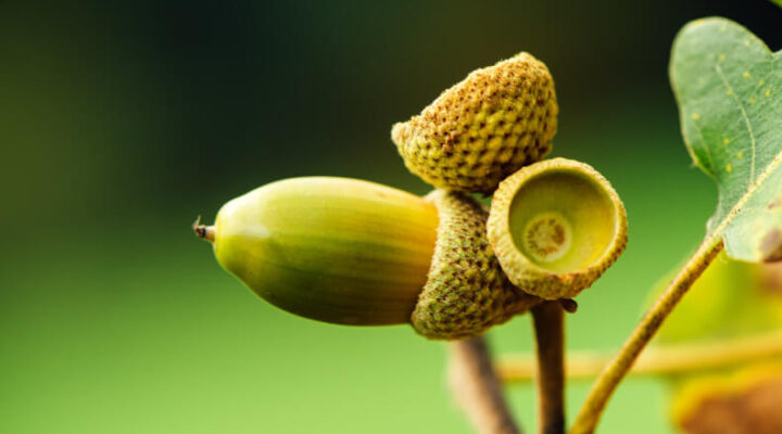 acorns starting to fall from an oak tree