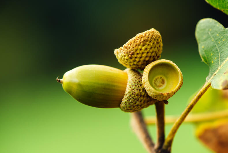 acorns starting to fall from an oak tree