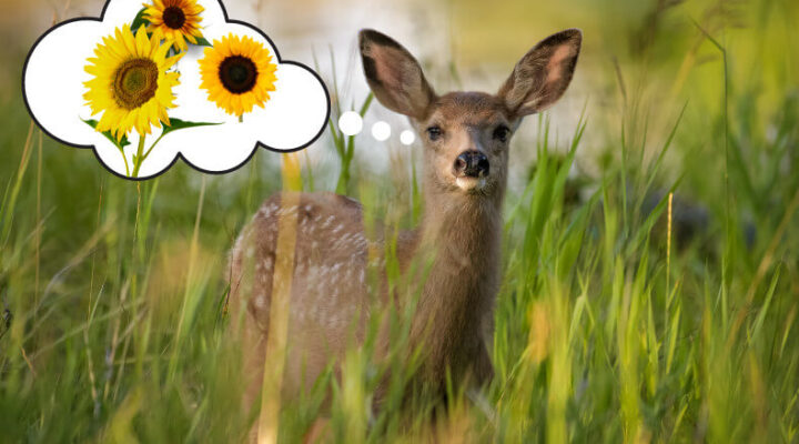 deer thinking of sunflowers in a field