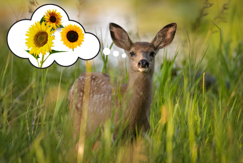 deer thinking of sunflowers in a field