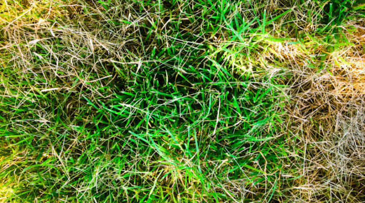 Grass turning from green to yellow