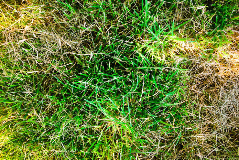 Why Is My Grass Turning Yellow? Yard and Garage