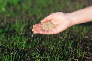 closeup of a hand spreading grass seed over newly germinated soil