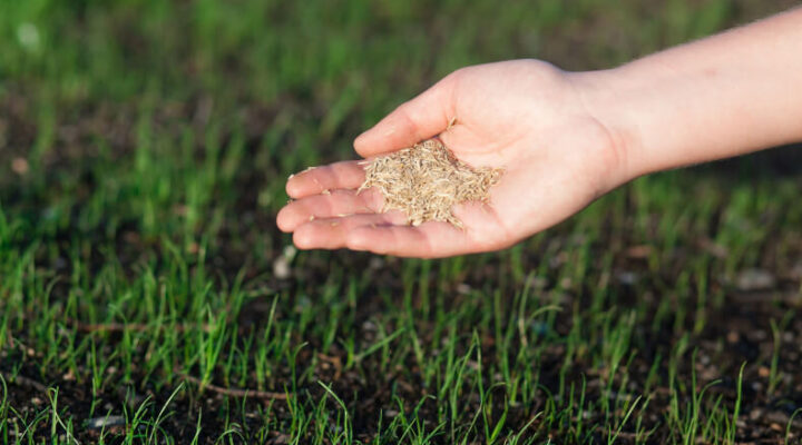 closeup of a hand spreading grass seed over newly germinated soil