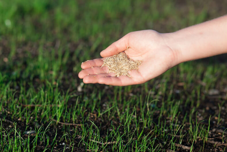 closeup of a hand spreading grass seed over newly germinated soil