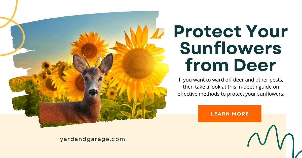 Do Deer Eat Sunflowers? How to Protect Them From Deer Yard and Garage