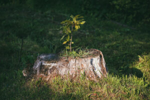 sprout growing from tree stump