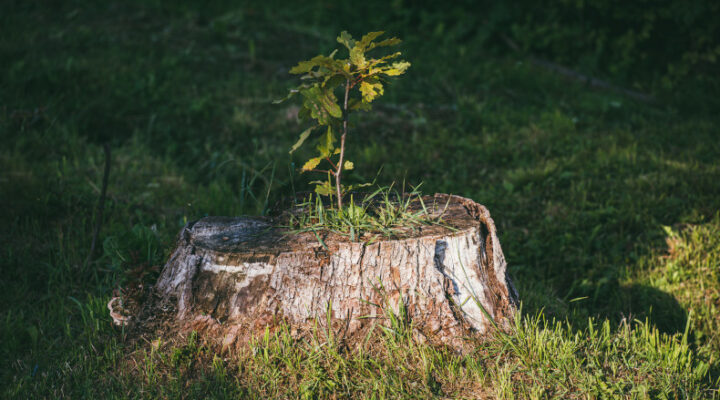 sprout growing from tree stump