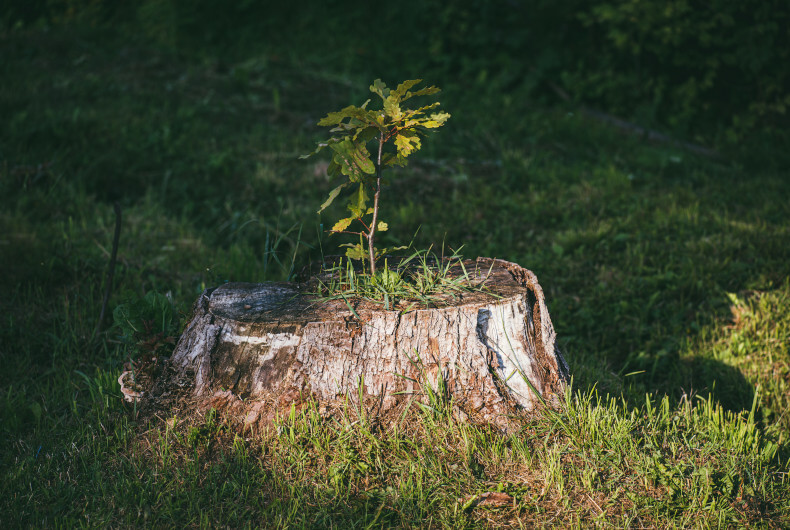 sprout growing from tree stump