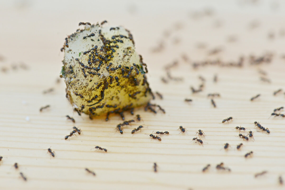 ants swarming over a dropped piece of food