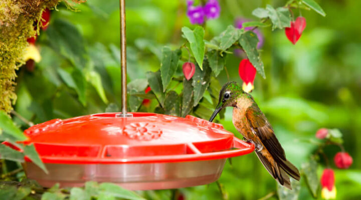 hummingbird drinking from a hanging feeder