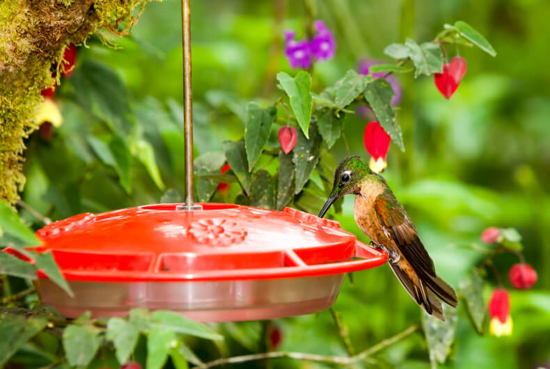 hummingbird drinking from a hanging feeder