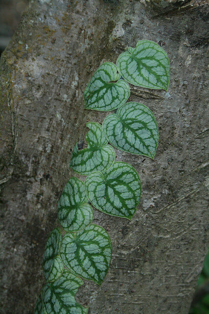 juvenile Monstera dubia plant growing naturally