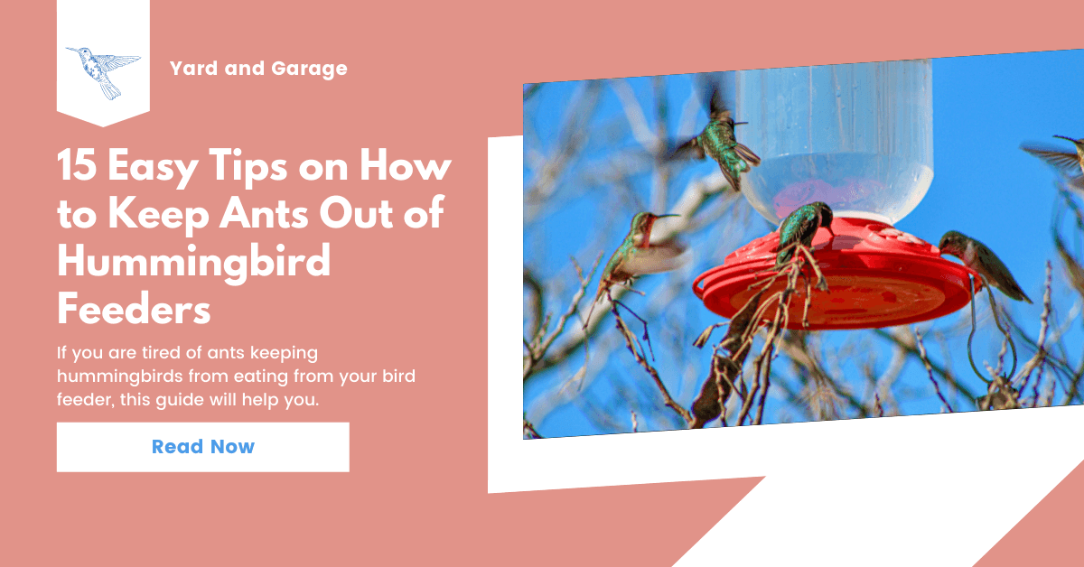 15 Easy Tips on How to Keep Ants Out of Hummingbird Feeders Yard and