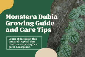 Monstera Dubia Growing Guide