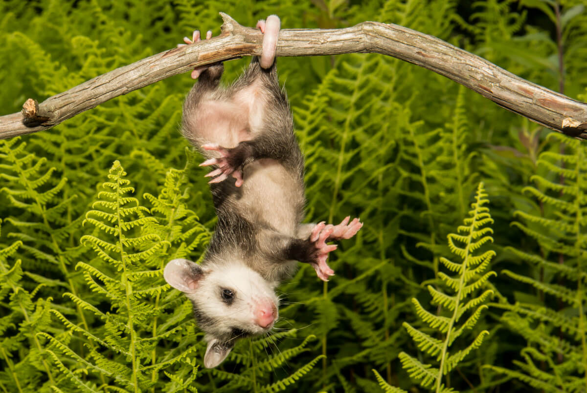 baby possum hanging upside down