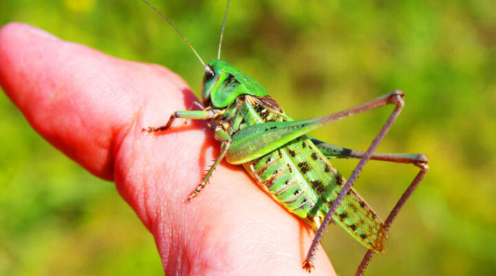 small grasshopper sitting on a person's finger