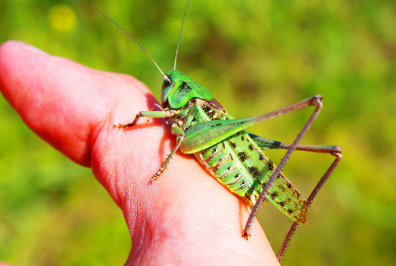 small grasshopper sitting on a person's finger