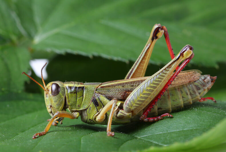 green grasshopper sitting on a leaf