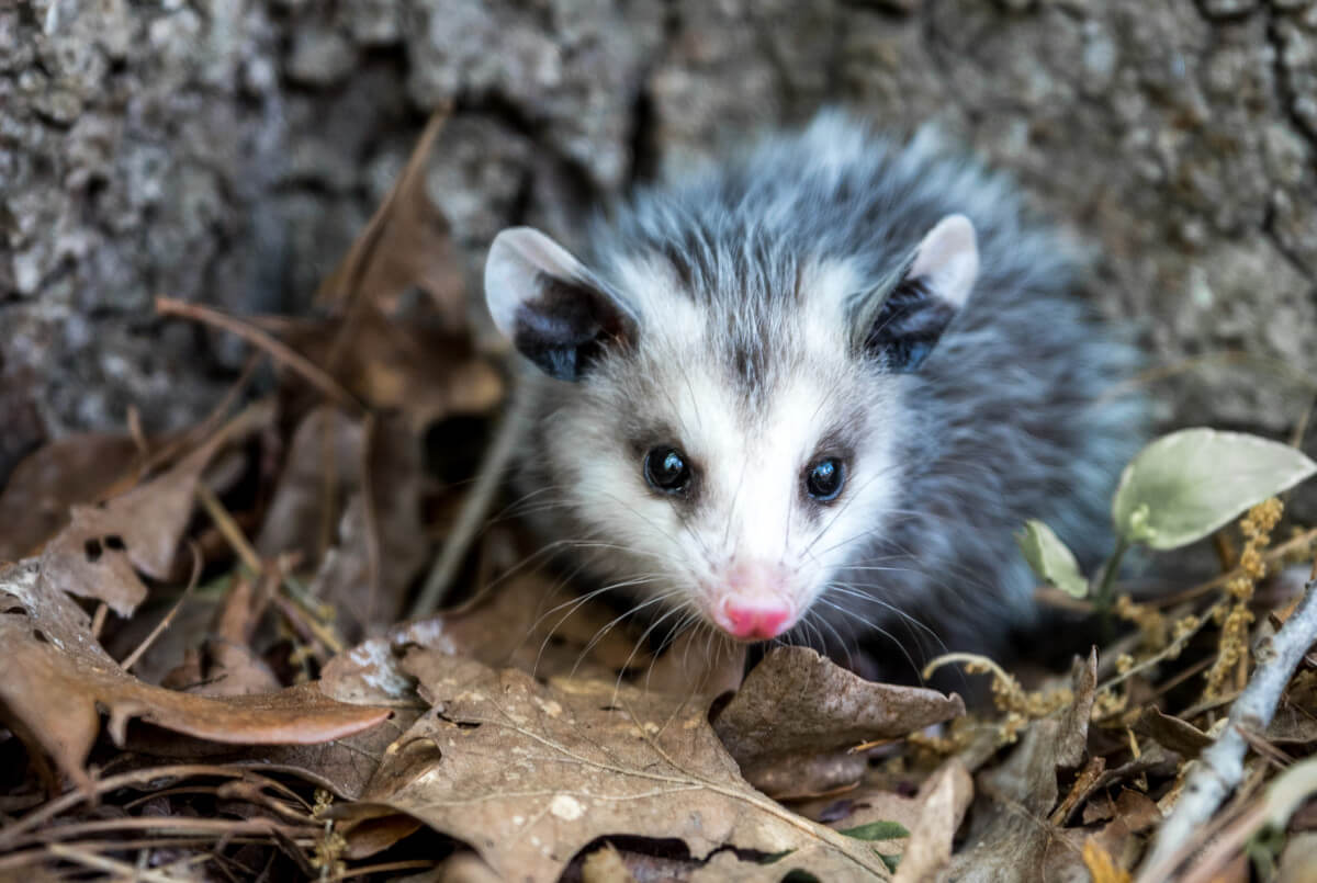 juvenile possum next to a tree