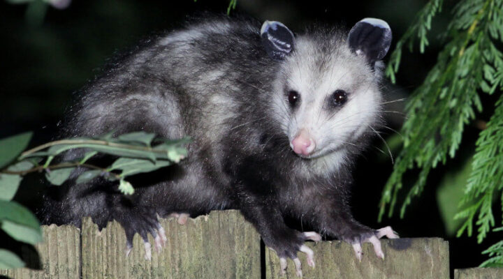 possum climbing a fence
