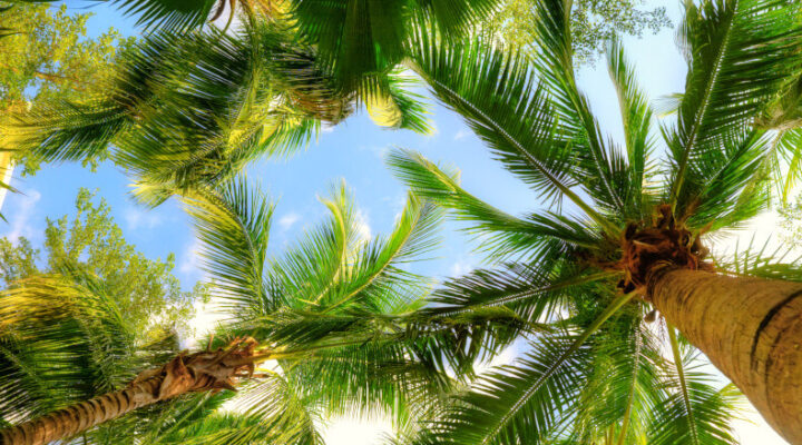 palm trees against blue sky background