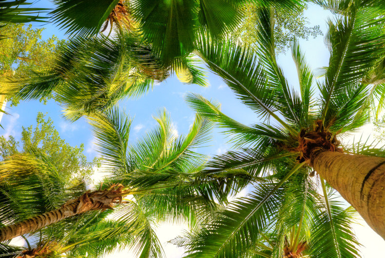 palm trees against blue sky background