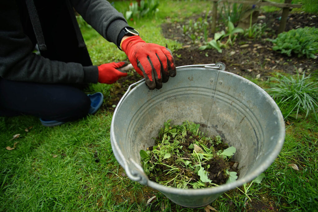 Weeds pulled from garden