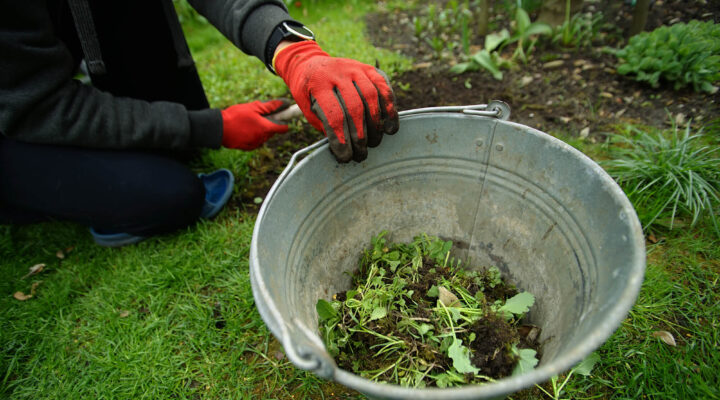 yard-full-of-weeds