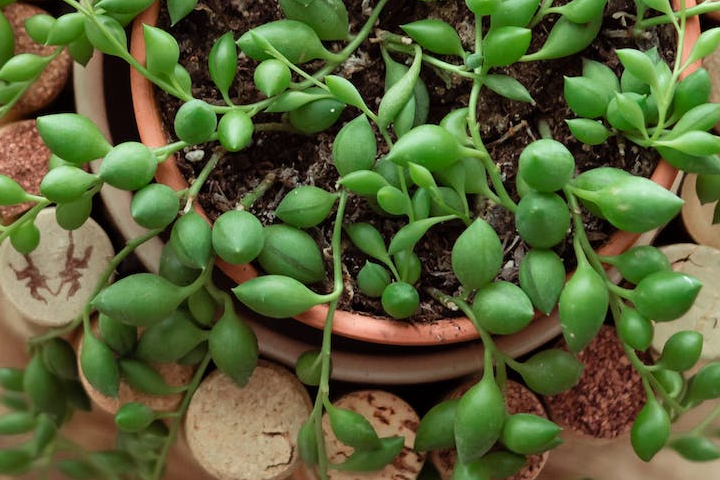 succulent-plants