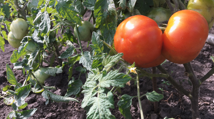 white-spots-tomato-leaves-image_