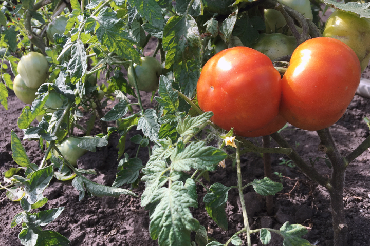 white-spots-tomato-leaves-image_